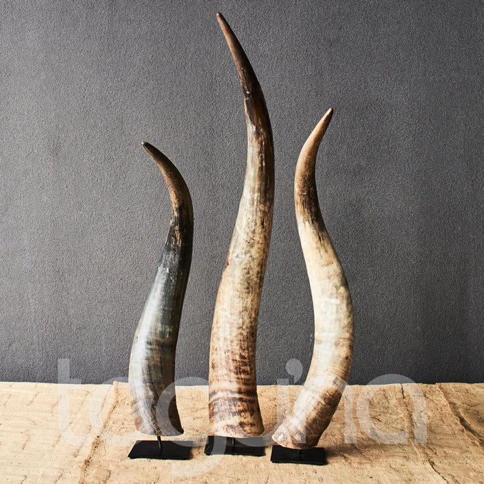 N'DAMA COW HORN 60H