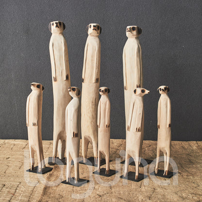 MEERKAT (SWAZILAND) 40H