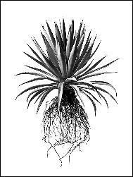 DAVID BALLAM FRAMED PRINT LUBANGO 80L 120H