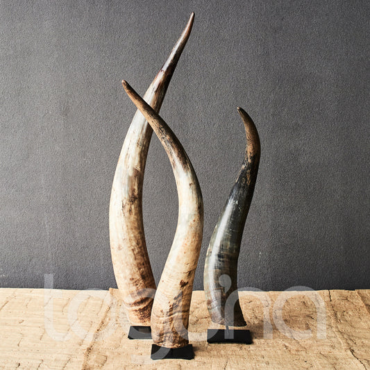 N'DAMA COW HORN 50-70H